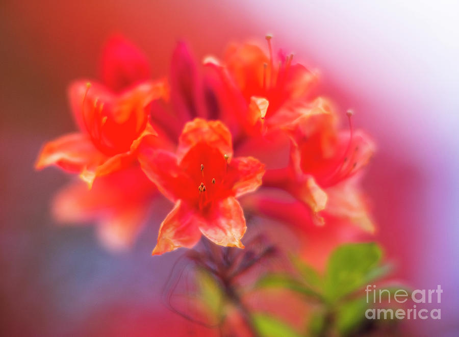 Fiery Orange Azalea Blooms Photograph
