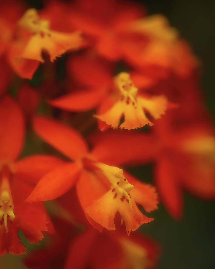 Fiery Orange Orchids Photograph by Teresa Wilson