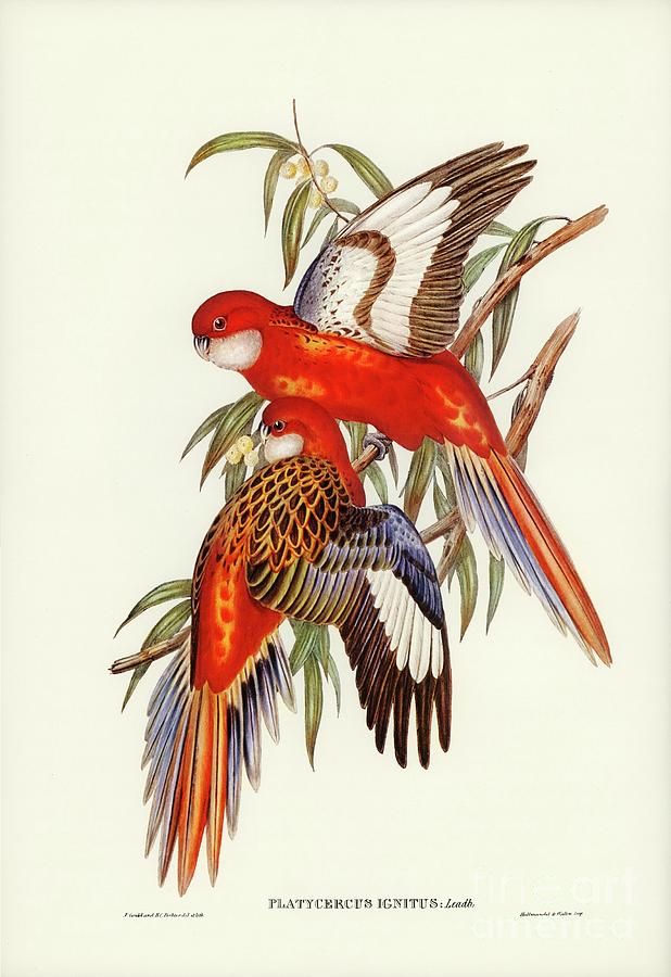 Fiery Parakeet Platycercus ignitus illustrated by Elizabeth Gould 1804-1841 for John Gould Painting by Shop Ability