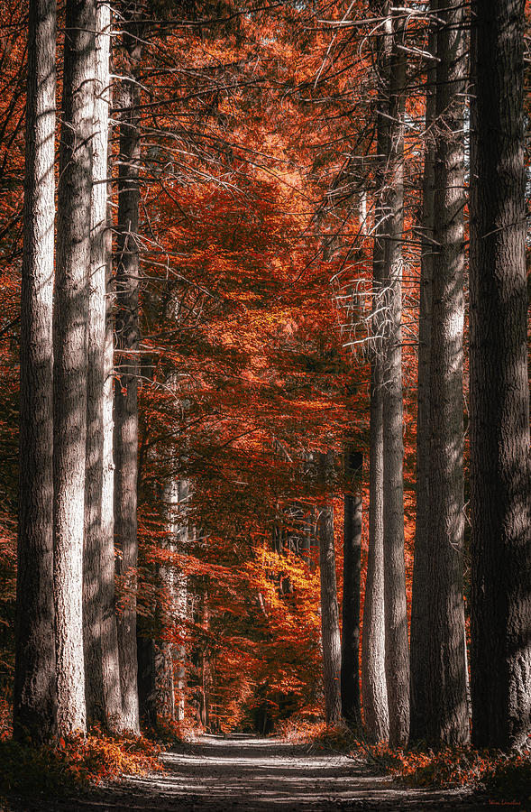 Fiery Path Photograph By Wim Lanclus   Fine Art America