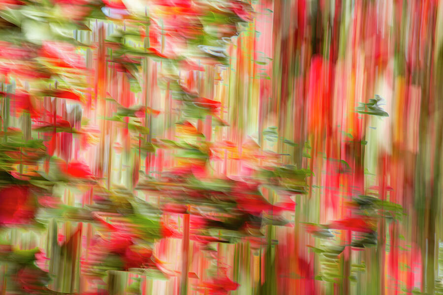 Abstract Photograph - Fiery Red Camellias by Cate Franklyn