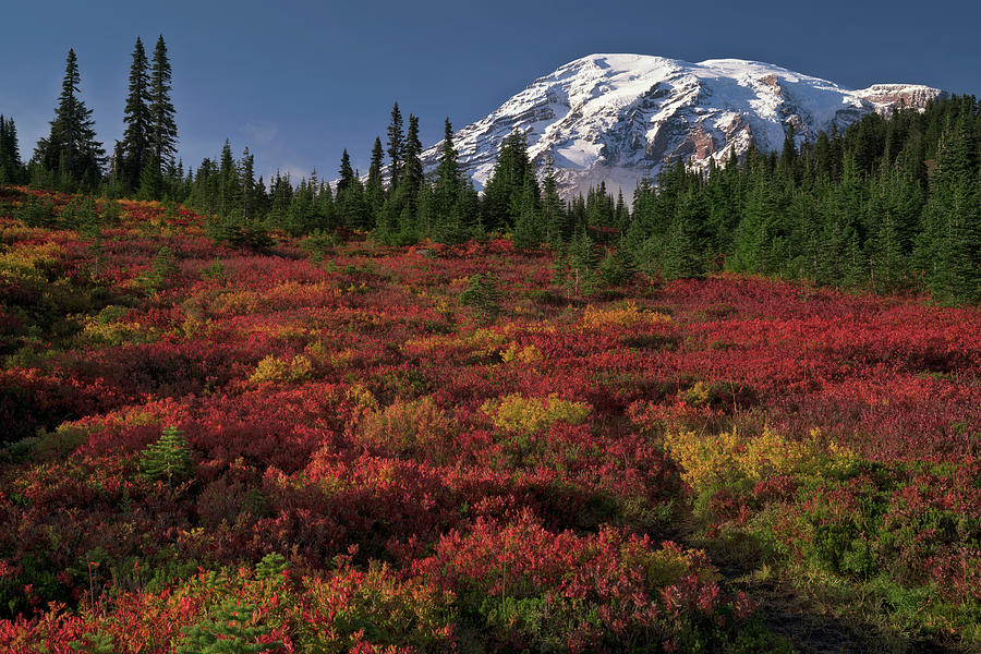 Fiery red huckleberry among the brilliant autumn changing colors of ...