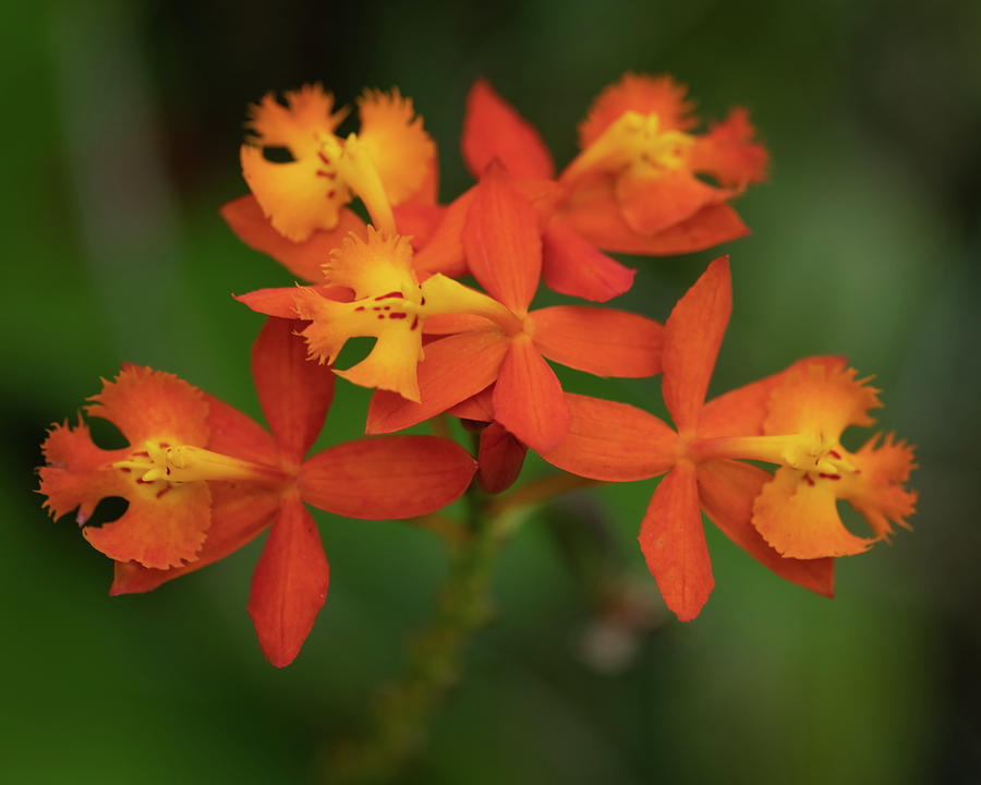 Fiery Reed Orchids Photograph by Teresa Wilson