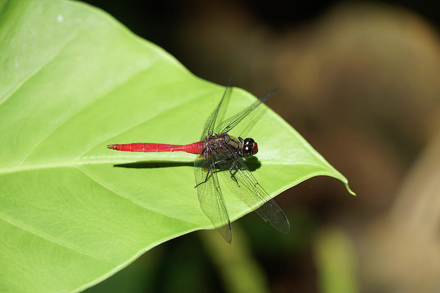 Fiery Skimmer Dragonfly Photograph by Richard Reeve