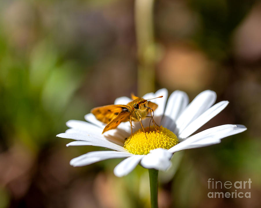 Fiery Skipper Butterfly Sucking Nectar from Daisy Flower Photograph by Mark Beckwith