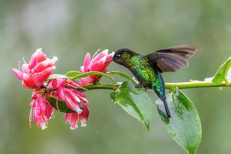 Fiery-throated Hummingbird - 2021010803 Photograph by Mike Timmons ...