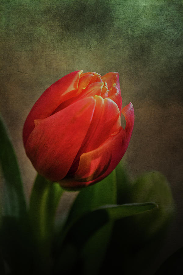 Fiery Tulip Photograph