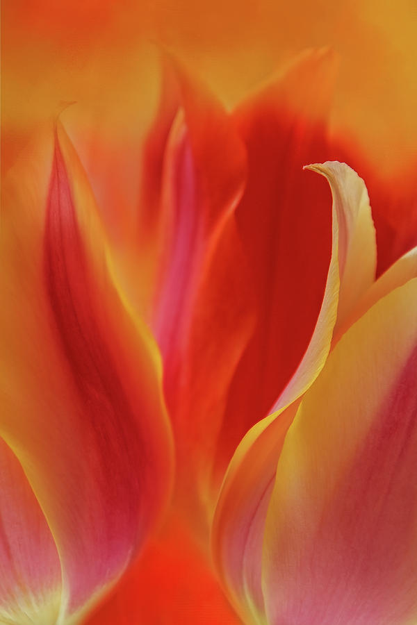 Fiery Tulips Digital Art by Terry Davis