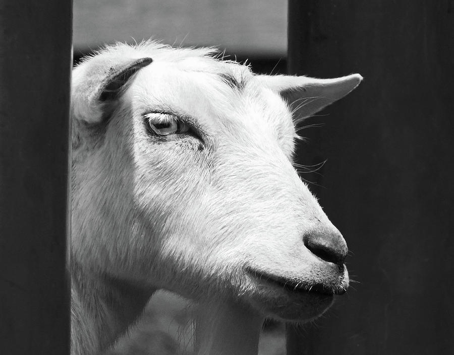 Fiesta A Nigerian Dwarf Goat2, Photograph by Emmy Marie Vickers