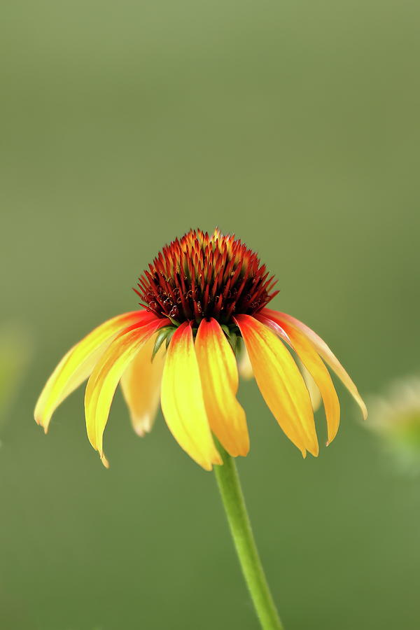 Fiesta Coneflower Photograph by Lens Art Photography By Larry Trager
