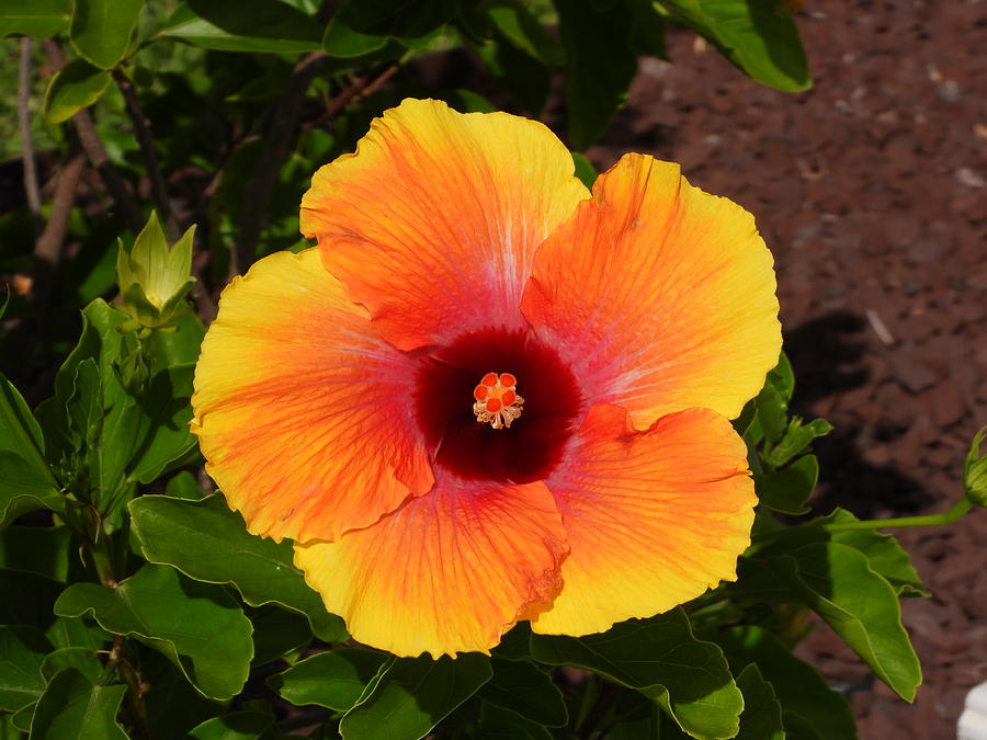 Fiesta Hibiscus Bloom Photograph by Brenda Fortkamp - Pixels