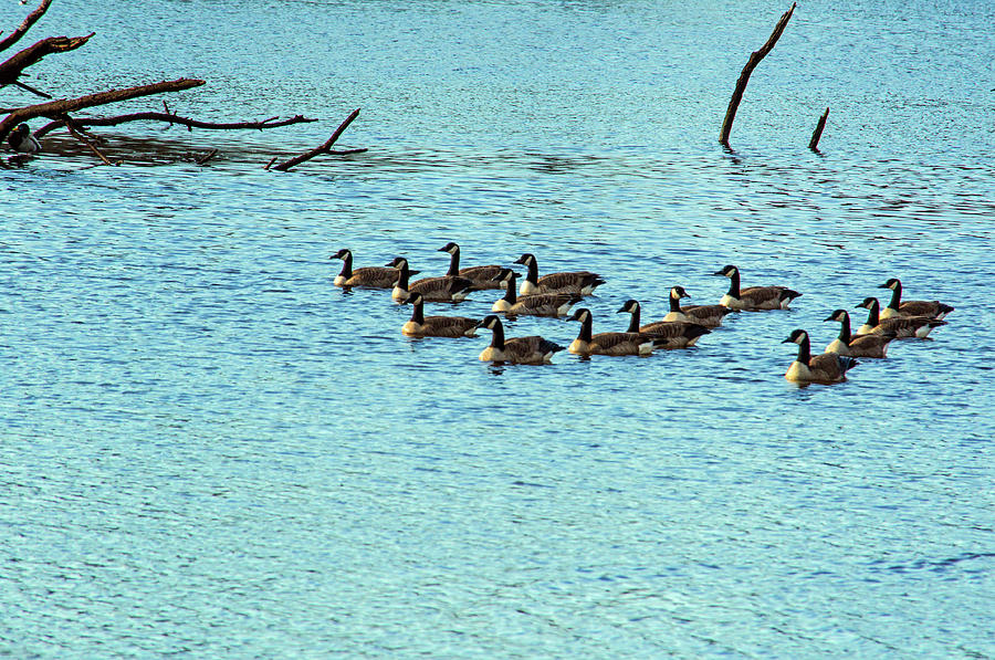 Fifteen Geese Photograph by Tikvahs Hope