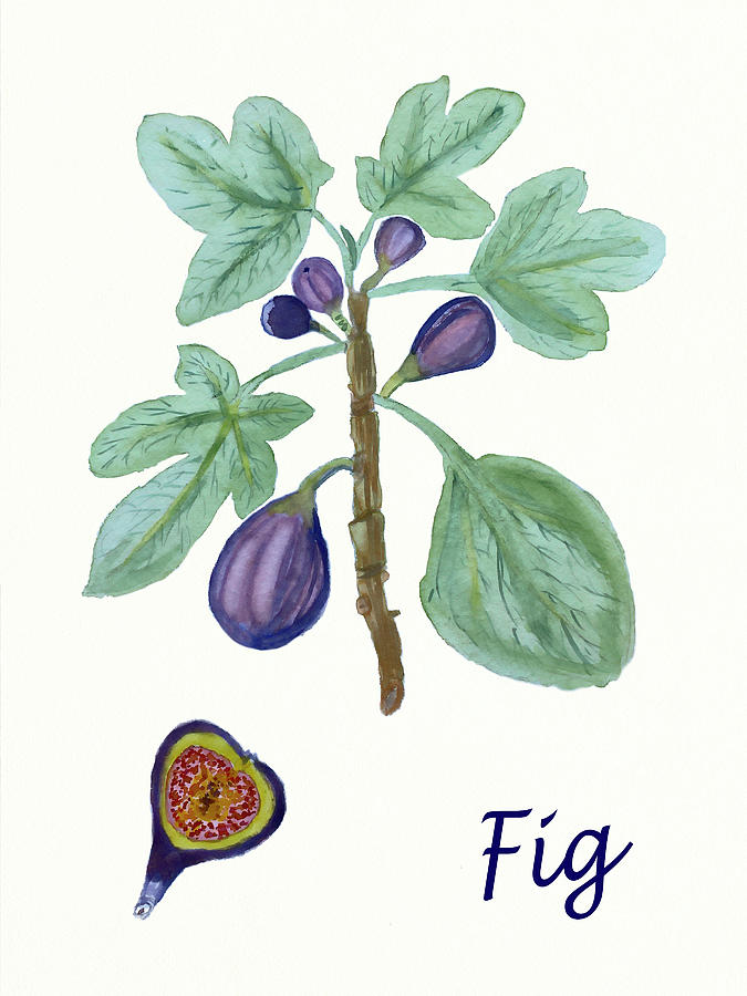 Fig Botanical Painting by Deborah League