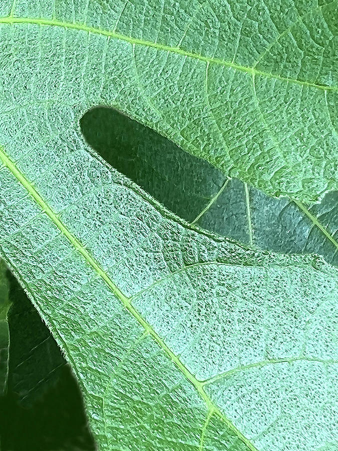 Fig leaf Photograph by Harold E McCray