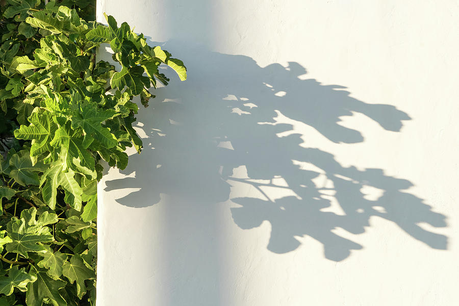 Fig Leaf Patterns - Green and White Mediterranean Flair Photograph by Georgia Mizuleva