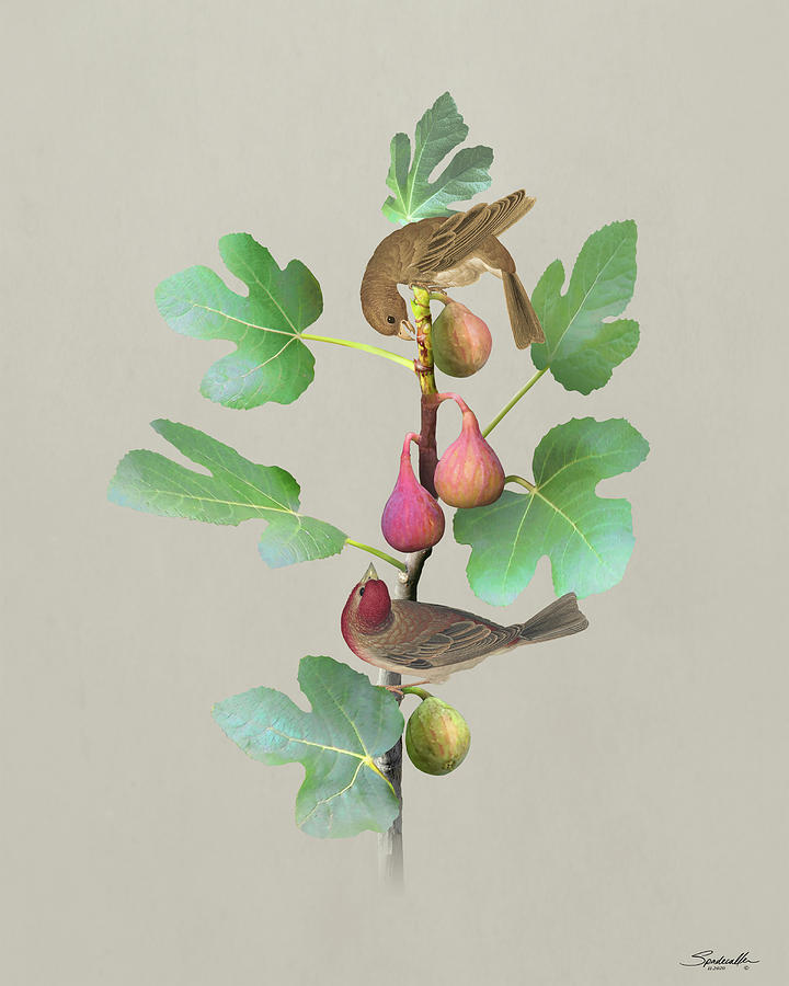 Fig Tree and Rosefinches Digital Art by M Spadecaller