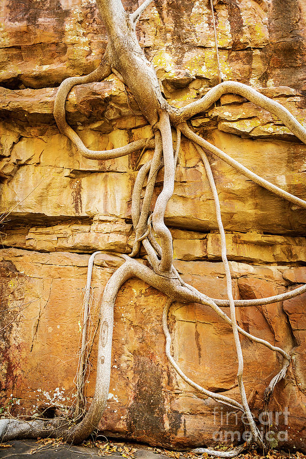 Fig Tree Roots Photograph by THP Creative