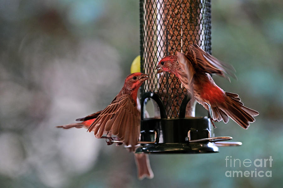 Fight at the Feeder Photograph by Amazing Action Photo Video