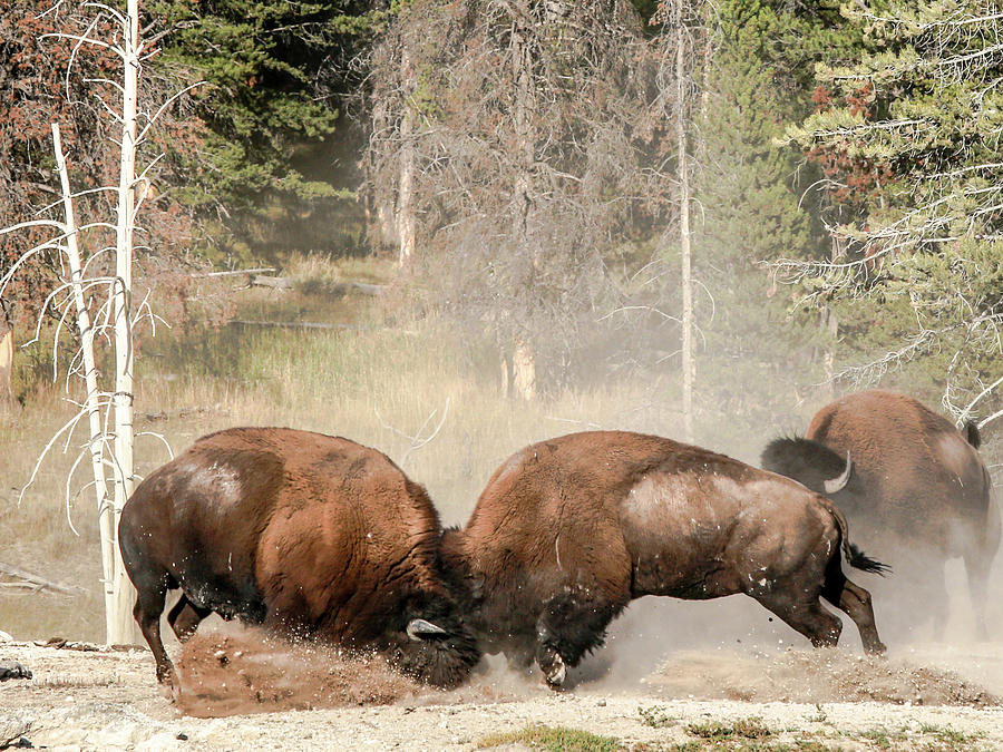 Fighting American Bison Photograph by Katie Dobies