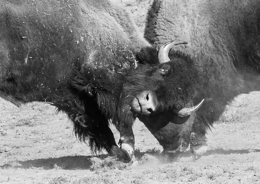 Fighting Bison Photograph by Roxanne Westman