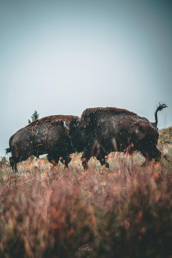 Fighting Bison Photograph by William Boggs