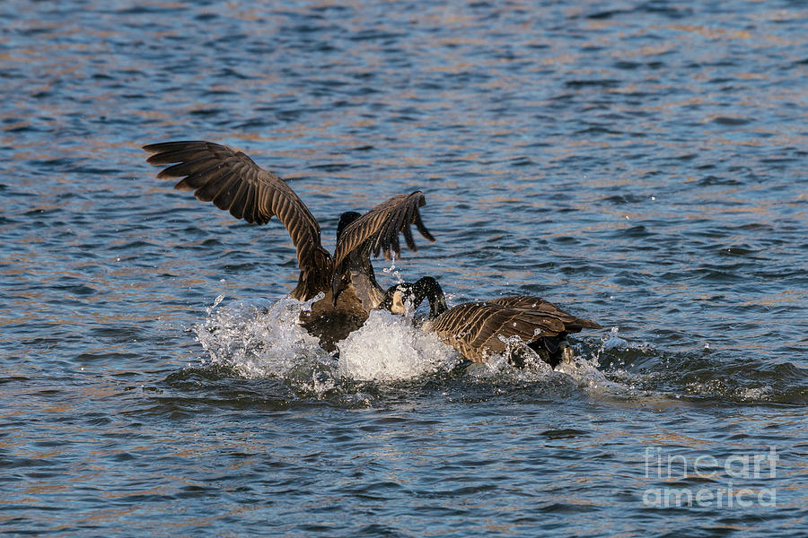 Fighting Canada Geese Photograph by Jennifer White
