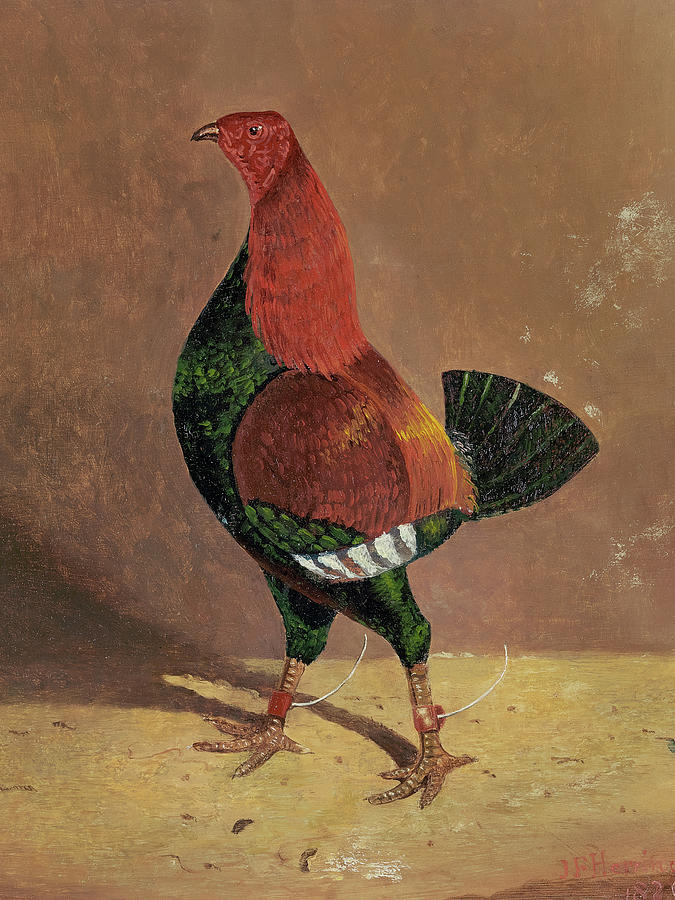 Animal Painting - Fighting Cocks, a Dark-Breasted Fighting Cock, Facing Left by John Frederick Herring