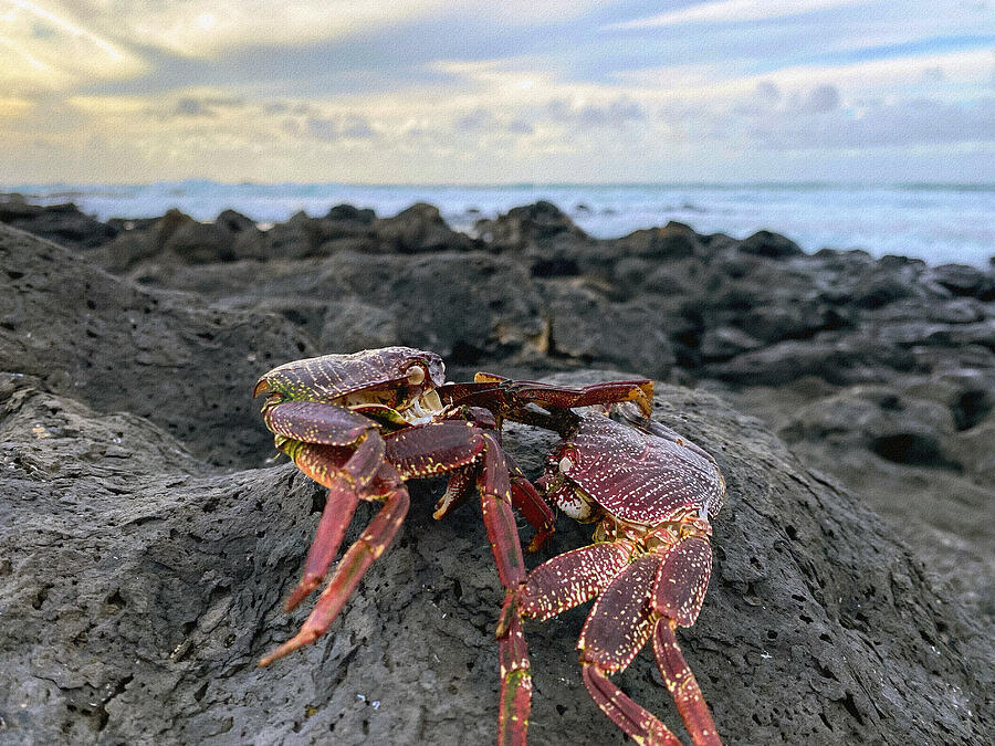 Hawaiian A ama Crabs  Photograph by Deborah League