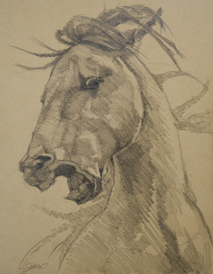 Fighting Mustang Stallion Drawing by Jani Freimann