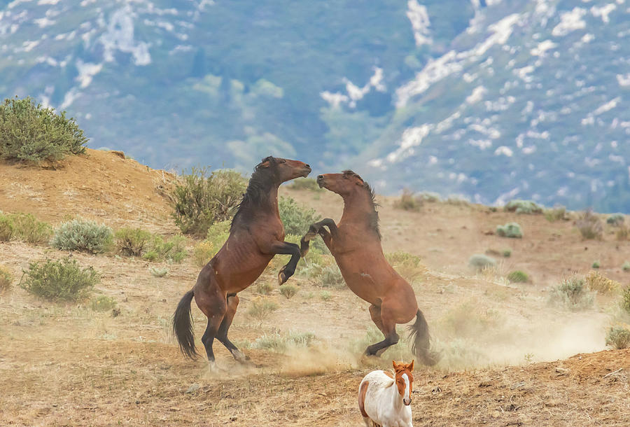 Fighting on a Hilltop Photograph by Marc Crumpler