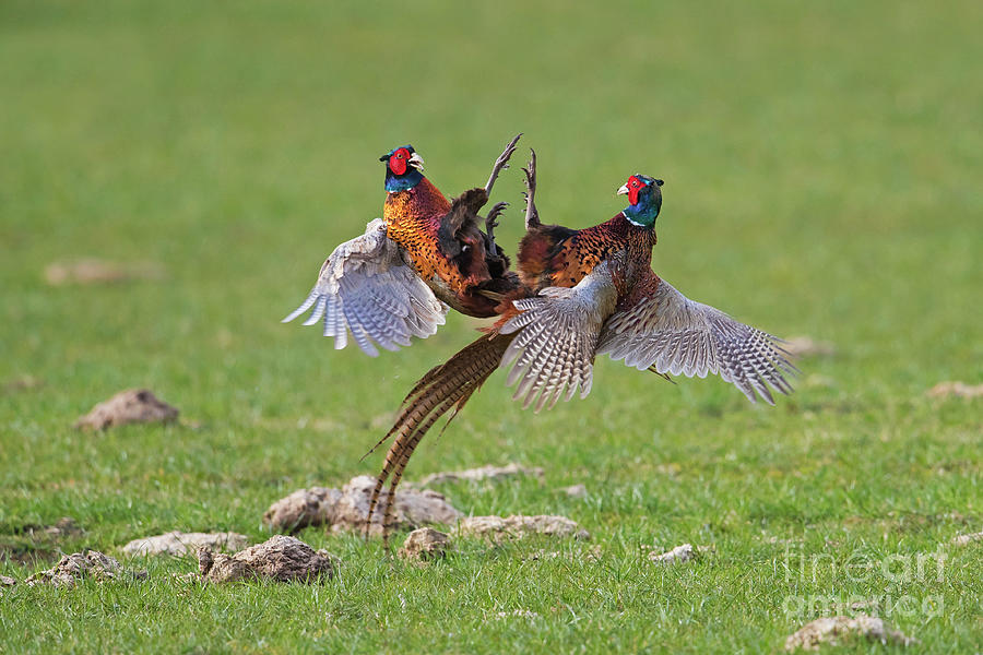 Fighting Pheasant Cocks in Meadow Photograph by Arterra Picture Library