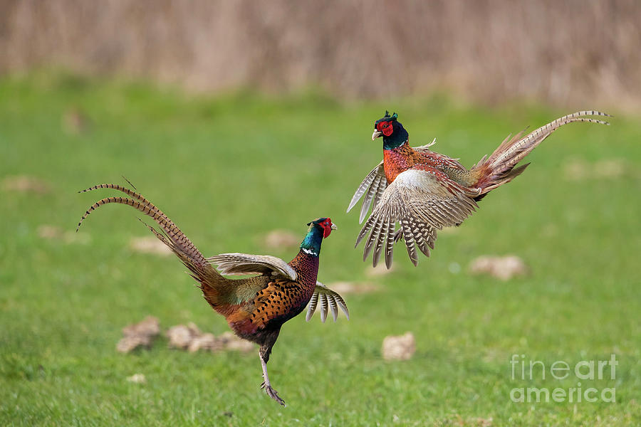 Fighting Pheasants in Meadow Photograph by Arterra Picture Library