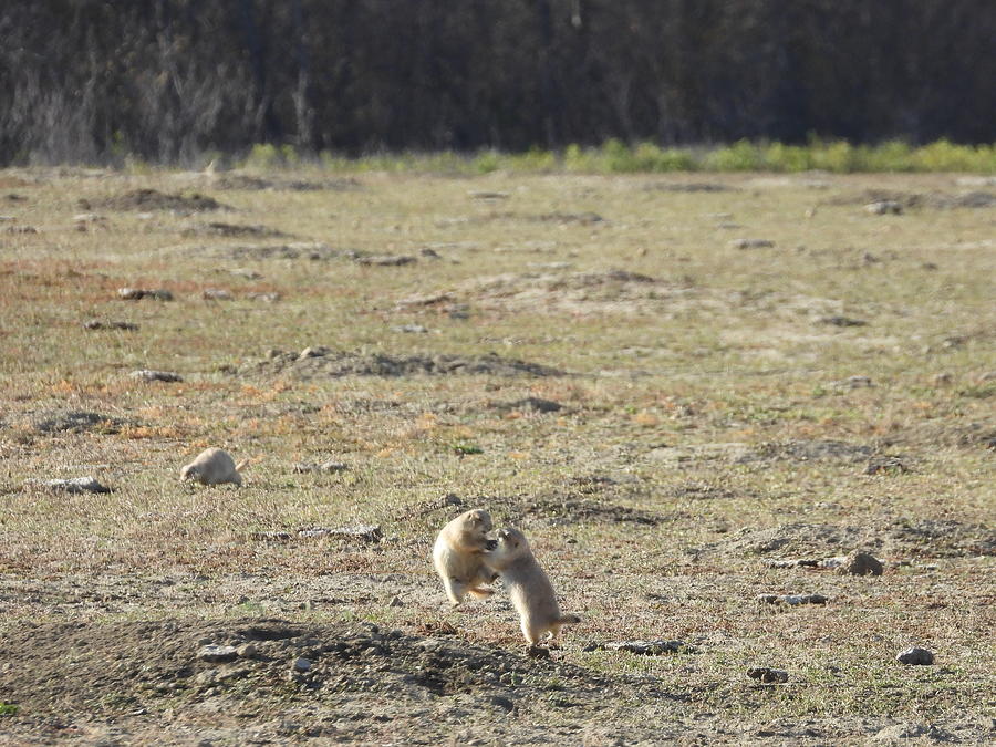 Fighting Prairie Dogs Photograph by Amanda R Wright