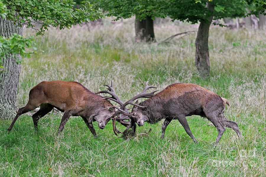 Fighting Red Deer Stags Photograph by Arterra Picture Library