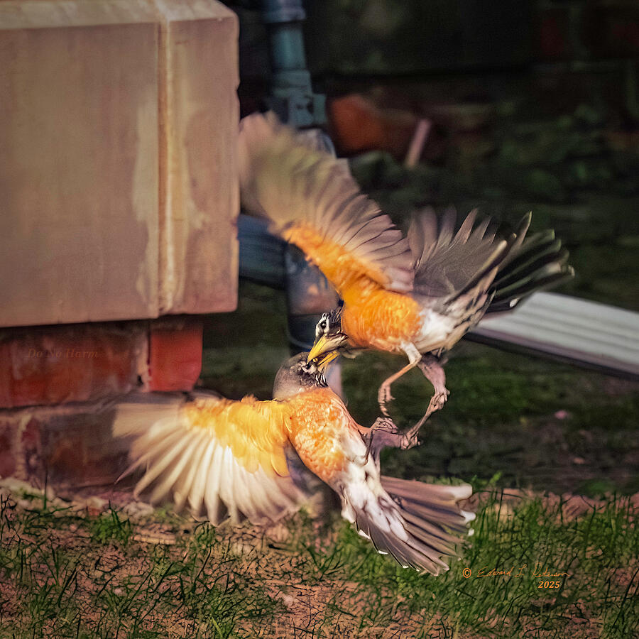 Fighting Robins Photograph by Ed Peterson Fighting Robins Photograph by Ed Peterson