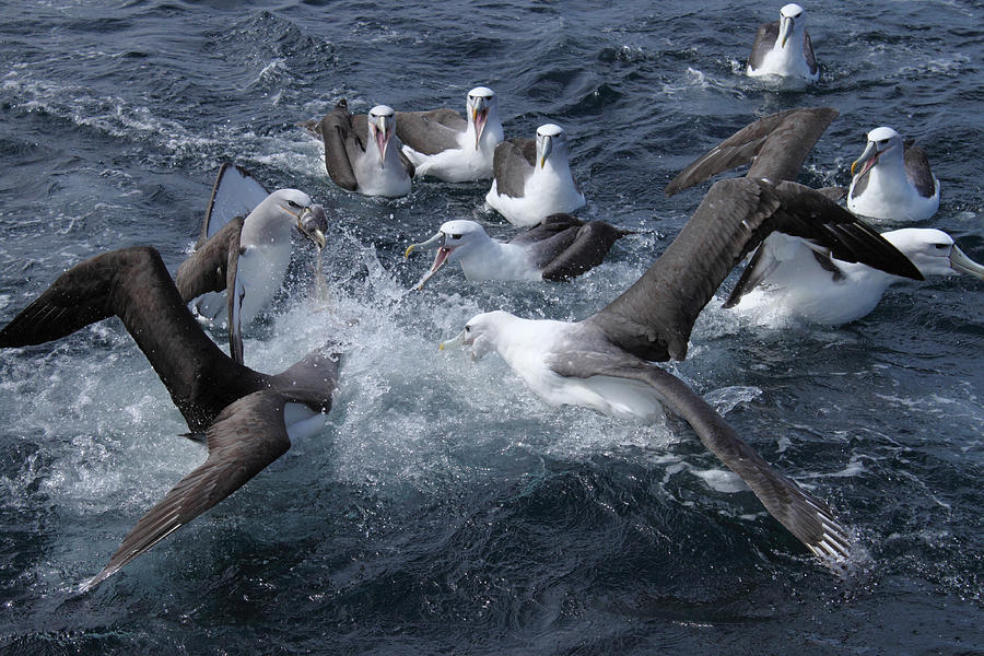 Fighting salvins albatross Photograph by Paul McElhone