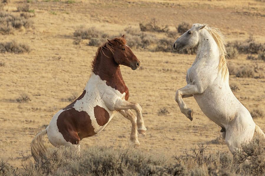 Fighting Stallions Photograph by Lois Lake - Fine Art America