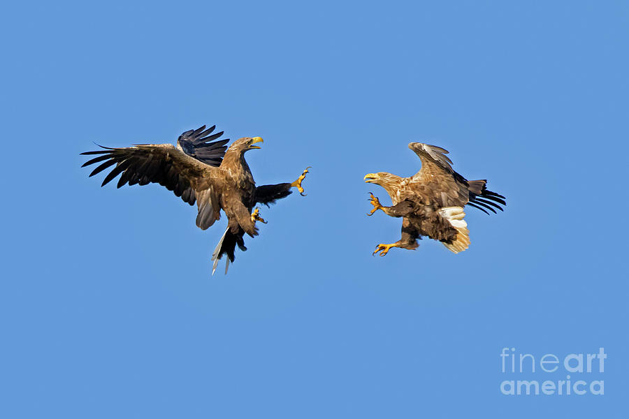 Fighting White-Tailed Sea Eagles Photograph by Arterra Picture Library
