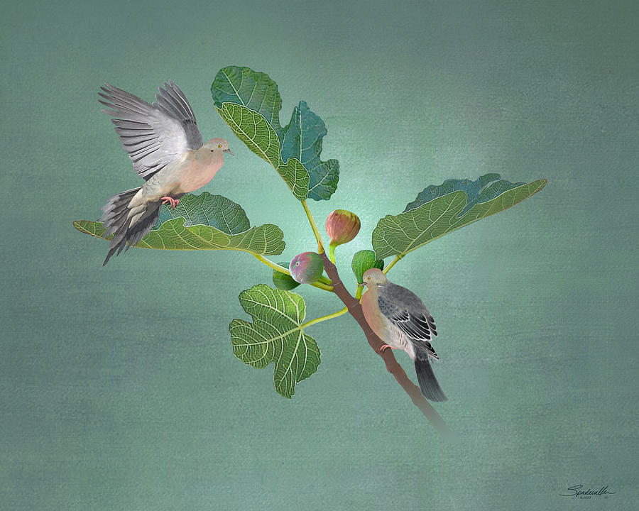 Wildlife Digital Art - Figs and Doves by M Spadecaller