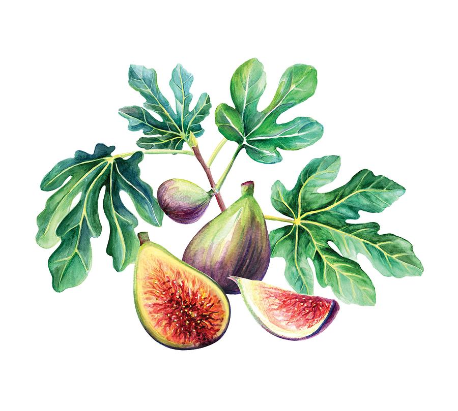 Figs Drawing by Angelina Doseva