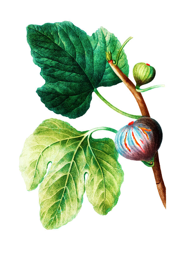 Figs Drawing