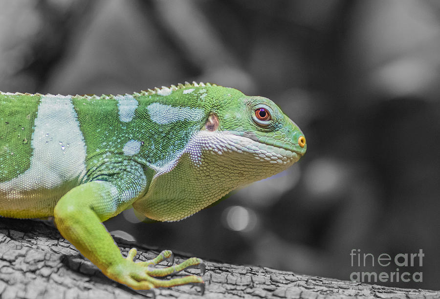 Fiji Banded Iguana Photograph by Eva Lechner