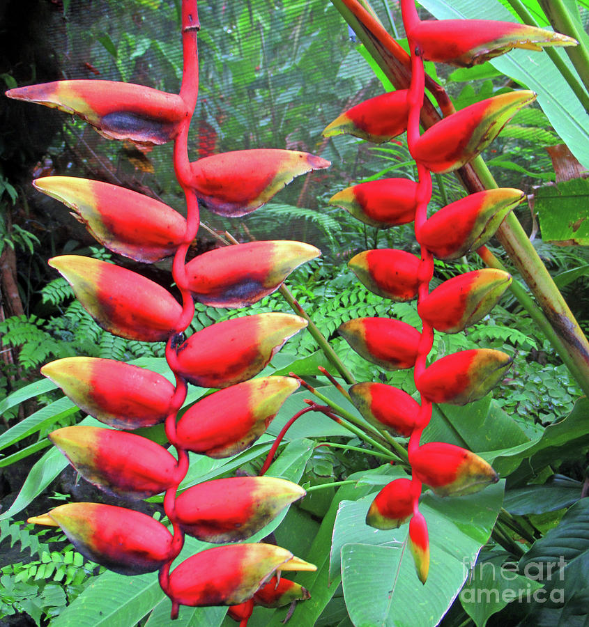 Fiji Heliconia Photograph by Randall Weidner