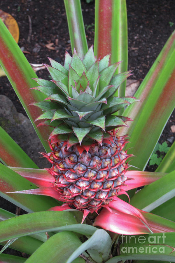 Fiji Pineapple Photograph by Randall Weidner