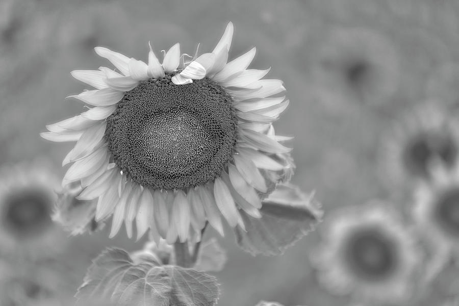 Filed of Sunflowers BW Photograph by Susan Candelario
