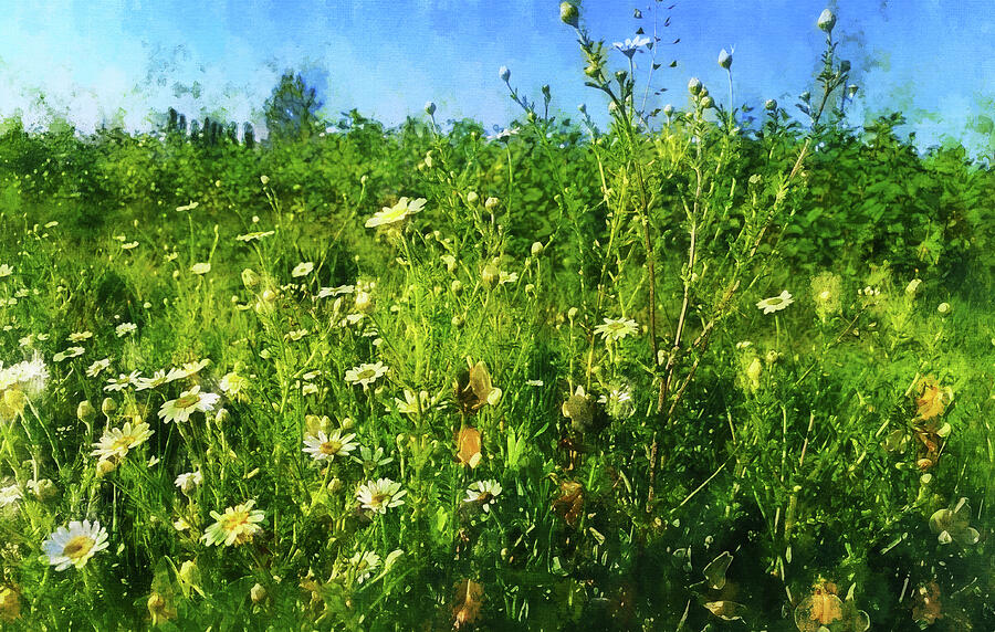Filed with daisy flowers under a blue sky - aquarelle effect Digital Art by Nicko Prints Filed with daisy flowers under a blue sky - aquarelle effect Digital Art by Nicko Prints