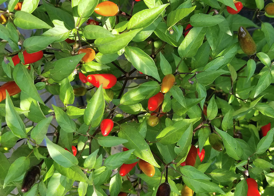 Filius Blue Peppers Photograph by Lynn Collins - Fine Art America