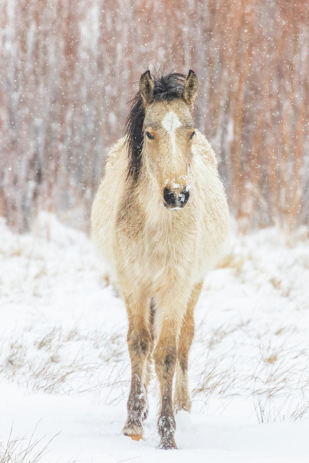 Filly In Snow Photograph