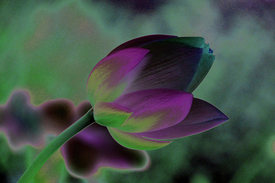 Filtered Lotus 1268 Photograph by Carolyn Stagger Cokley