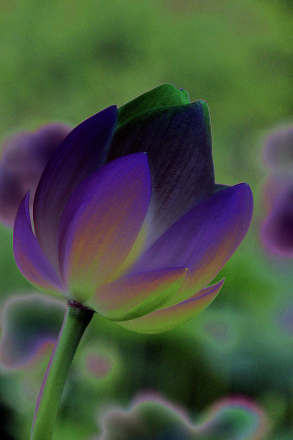Filtered Lotus 1272 Photograph by Carolyn Stagger Cokley
